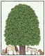 Landgasthof Kastanienbaum logo